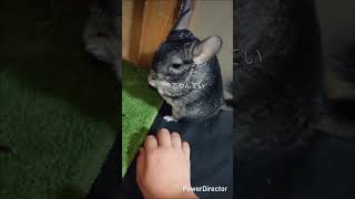 初めてのスイカPart4#チンチラ#スイカ#かわいい#癒し#ぎゅっと#動物