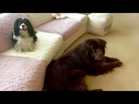 Huge Newfy And Little Cavalier Face-off