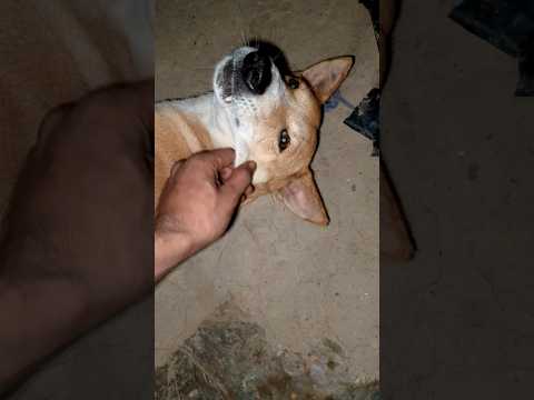 dog | beautiful animal |,,,,,😂🥰#animal lover niladri#viral video# subscriber#funny#shorts
