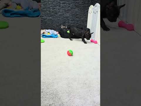 Video 4