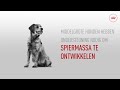 Royal Canin SHN Medium
