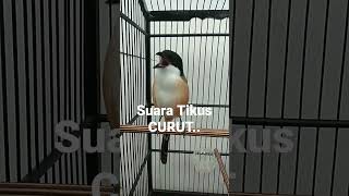 Download lagu cendet suara tikus curut mp3