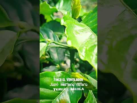 Finca el Ventilador de Teruel Huila