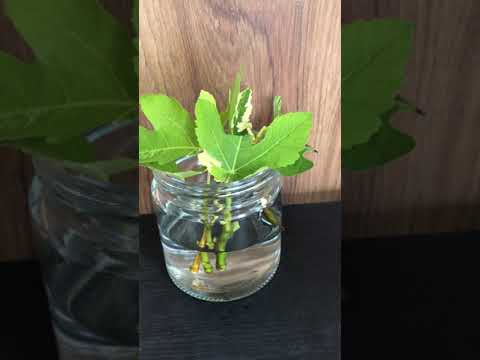 園芸 しだれイチジクの木