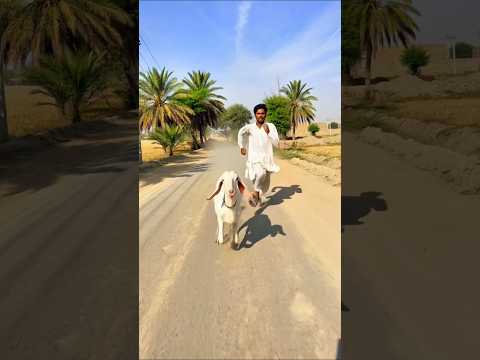 Hero Goat Saves Little Girl From Deadly Cliff | Emotional Rescue Story ❤️#india#ytreels #shortsfeed