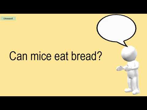 Can Mice Eat Bread?