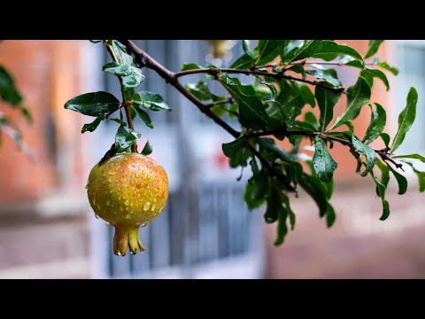 番石榴树风水