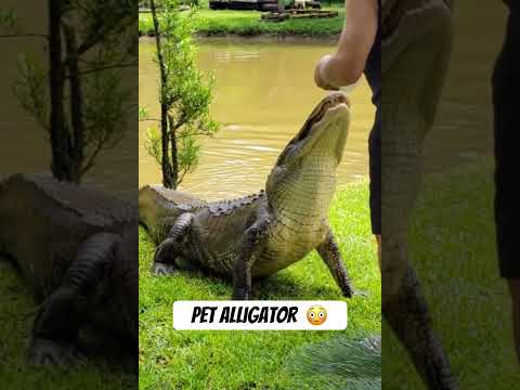 Florida Man brings out his pet alligator to show his neighbor 😳 🐊 #floridaman