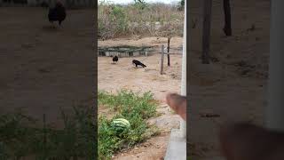 Joguei carne de frango para os urubus será que vieram pegar