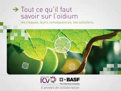 comment traiter contre l'oidium