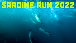 Trip Announcement! Sardine Run 2022 Is A Go!!!!