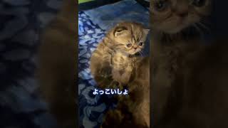 よっこいしょ　#エキゾチックショートヘア #子猫 #猫 #ねこ #kitten #cat
