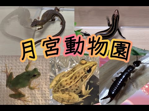 #カナヘビ #トカゲ #トノサマガエル #アマガエル #ハサミムシ #ヒョウタンゴミムシ #カエル #lizard #Earwig #frog #爬虫類 #両生類 #昆虫 #拡散