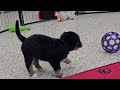 Bernese Mountain Dog dogs for sale: Sophie - Video 1