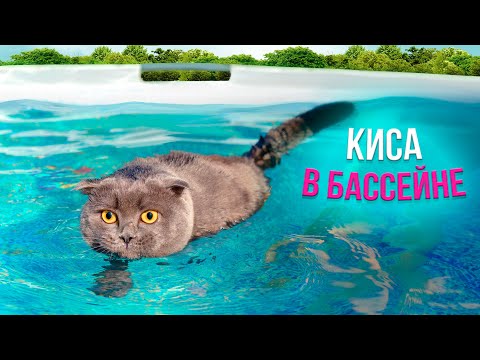 КОШЕЧКА БАТТЕРС ВПЕРВЫЕ ПЛАВАЕТ В БАССЕЙНЕ | Кот Баттерс