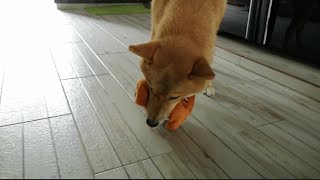 Shiba Inu Dog's Reaction to Moving Shiba Inu Toy || Hero the Shiba inu