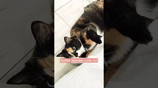 Titi – The Prettiest Calico Cat（三毛猫）in Montreal 🐾 | Cute Cat Shorts