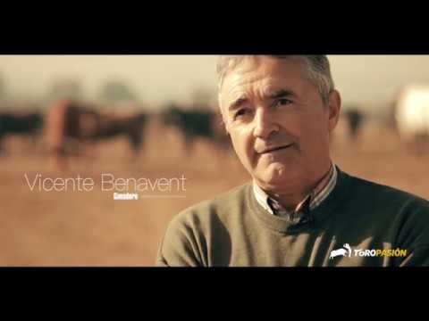 La Vaca del Millón busca la mejor vaca de corro de la Comunidad Valenciana - Fallas 2019