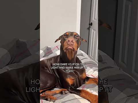 Les chiens sont des idiots partie 243 | compilation de chiens drôles