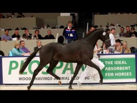 'Hometown' (v.Apache x Ferro) KWPN Championship round. Reserve-Champion!
