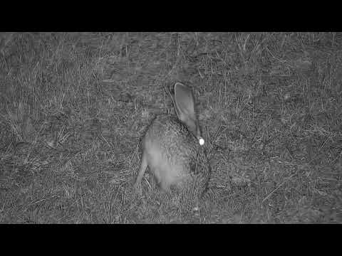 Djuma: Scrub Hare - 20:52 - 10/08/21