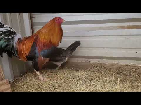 Old Possum Sweater Cock Over Clement Grey/Penny Hatch Pullet...