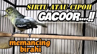 Download lagu sirtu manapun pasti akan langsung emosi setelah dengar pangilan sirtu ini. mp3 Download lagu sirtu manapun pasti akan langsung emosi setelah dengar pangilan sirtu ini. mp3