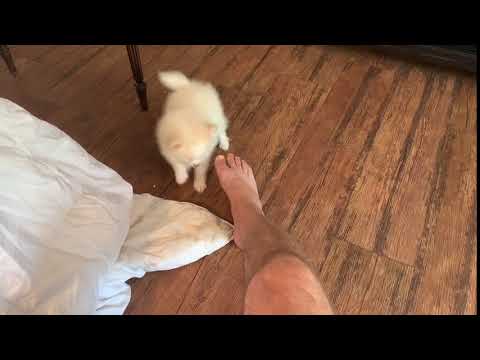 Quick video of Buddy!
