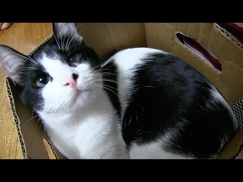 LIVING WITH 6 CATS  | CAF Family Vlog