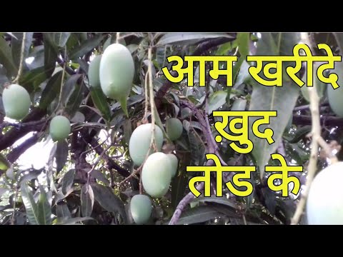 World famous gujarati kesar mango/ kesar mango farming