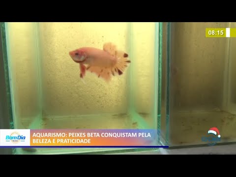 Peixes beta atraem criadores pela praticidade e beleza 09 12 2020