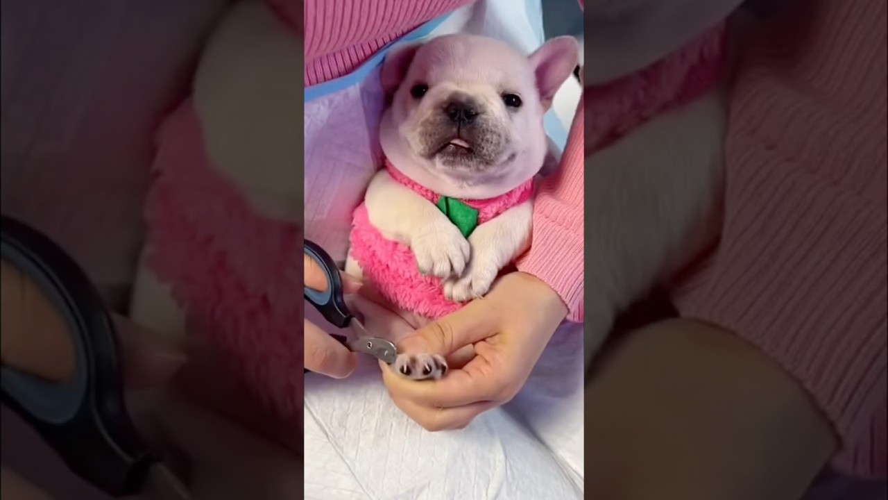 Cute puppy ❤️ #かわいい犬 #anjingcomel #สุนัขน่ารัก#cutedogph #chóđángyêu #anjinglucu #cachorrofofo