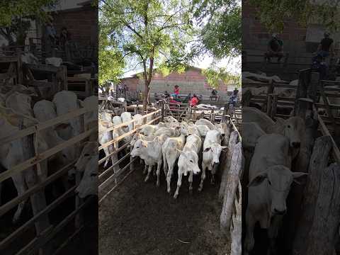 FEIRA DO GADO DE ITABAIANA-PB DISTRITO CARIATÁ#shorts