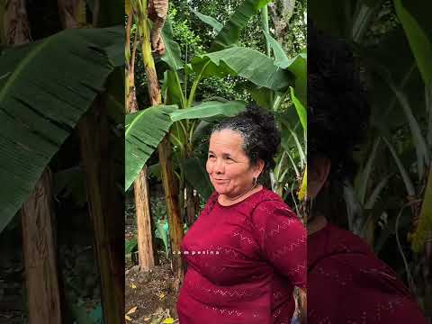 Recuperación de 5 predios en Caicedonia, Valle del Cauca.