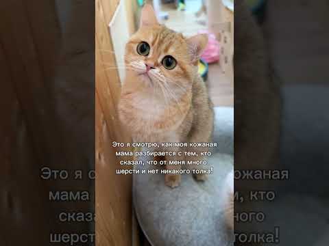 Вот такие дела😸 #cat #catlover #кошки