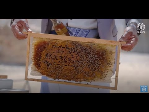 Support beekeepers to restore honey production in Yemen