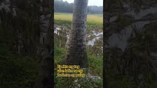 Download lagu epekto ng tag_ulan mp3 Download lagu epekto ng tag_ulan mp3