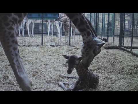 Imaginile care au impresionat lumea! Ce se &icirc;nt&acirc;mplă la nașterea unui pui de girafă Rothschild!