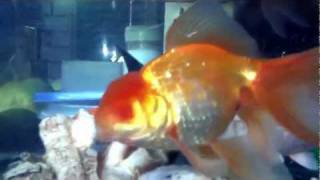 preview picture of video 'Lionhead Goldfish with one eye.'