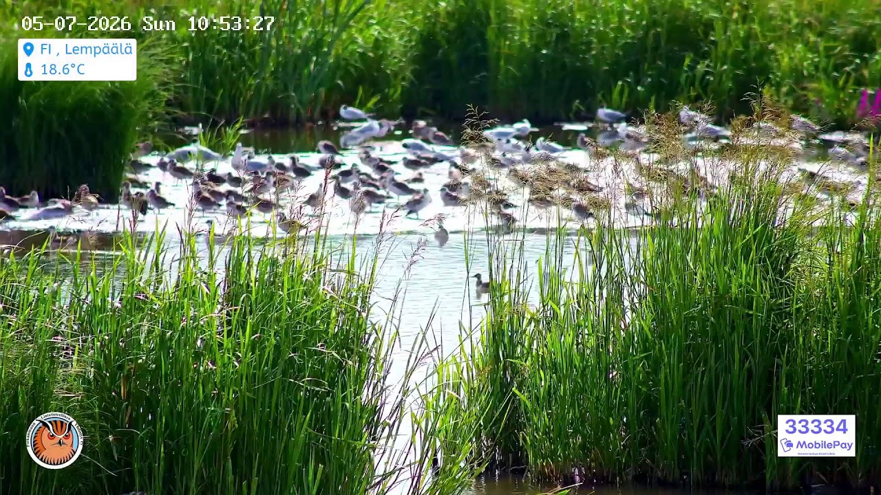Live webcam view of Lokkisaari Island Bird Cam