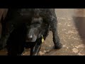 Funny Dog Humps Another Dog S Head