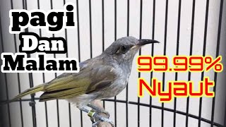 Download lagu masteran cucak kombo gacor full isian mewah... kacial kombo mp3 Download lagu masteran cucak kombo gacor full isian mewah... kacial kombo mp3