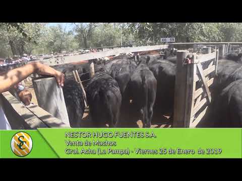 25-1-19 - Venta de Machos - Nestor Hugo Fuentes S.A. - Gral.  Acha