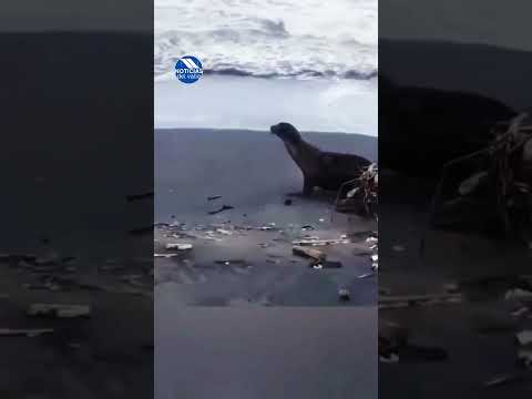Una foca fue vista en las playas del municipio de Ocós San Marcos