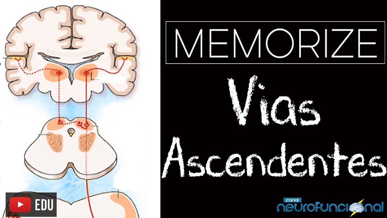 Macete para memorizar as VIAS ASCENDENTES - Rogério Souza