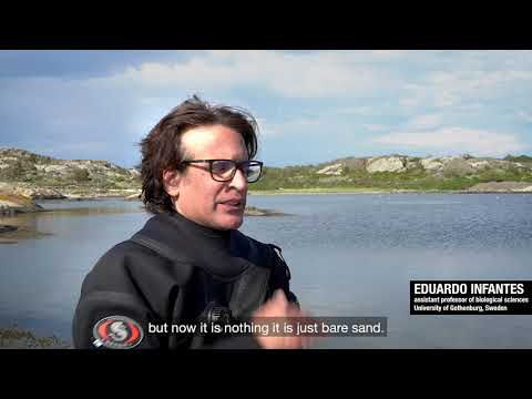 Eelgrass restoration Sweden - Kosterhavet National Park