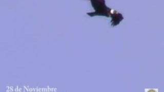 preview picture of video 'Condor en 28 de Noviembre'