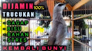 Download lagu 100% di jamin trucukan bahan dan stres kembali bunyi - pancingan trucuk gacor ropel pagi hari mp3 Download lagu 100% di jamin trucukan bahan dan stres kembali bunyi - pancingan trucuk gacor ropel pagi hari mp3