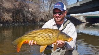 preview picture of video 'Carp Fly Fishing - South Platte River Denver'
