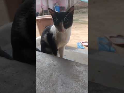 #funny  cat atracity